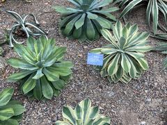 -南山植物园