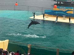 -秦皇岛乐岛海洋王国