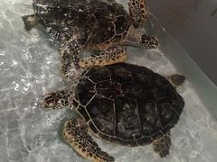 -秦皇岛新澳海底世界