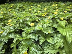 -黑龙江省森林植物园