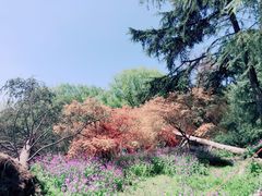 -上海共青森林公园