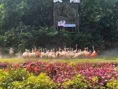 -广州长隆飞鸟乐园