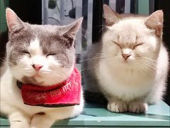 -猫色咖啡·猫咖