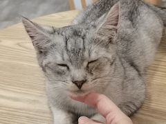 -楼上猫咖(罗湖店)