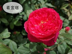 -大兴世界月季主题园