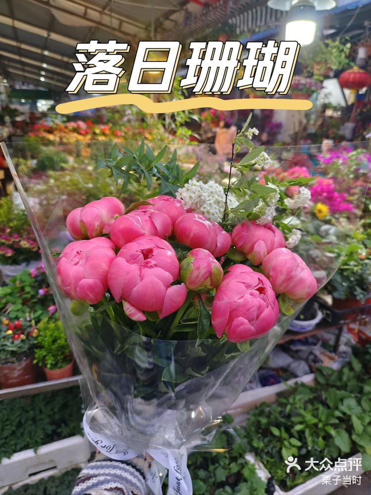 落日珊瑚芍药绝绝子