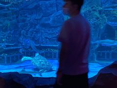 -芜湖新华联大白鲸海洋公园