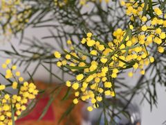 -厦门国家会计学院