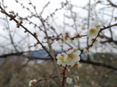 -香雪海