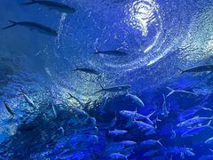 -海合安武汉极地海洋公园