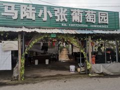 -马陆小张葡萄园农家乐