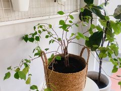-Five Oars Coffee Roasters Heritage