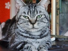 -这儿没有猫·猫咖萌宠馆·撸猫