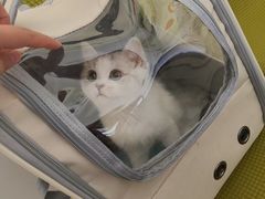-艾吉宠物医院·疑难杂症转诊中心·猫友好(碧江路院)