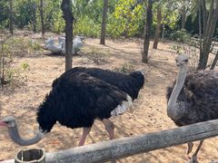 -大连森林动物园