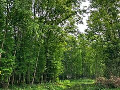 -桤木河湿地公园