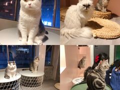 -猫儿山۰猫主题餐厅