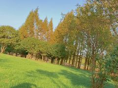 -贡湖湾湿地公园