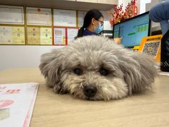 -宠物星动物医院·眼科·异宠·猫科(江南大道总院)