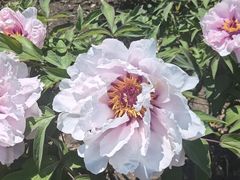 -黑龙江省森林植物园