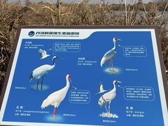 -盐城丹顶鹤湿地生态旅游区