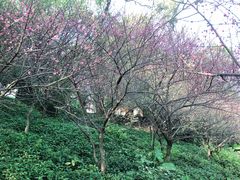 -金鸡山公园
