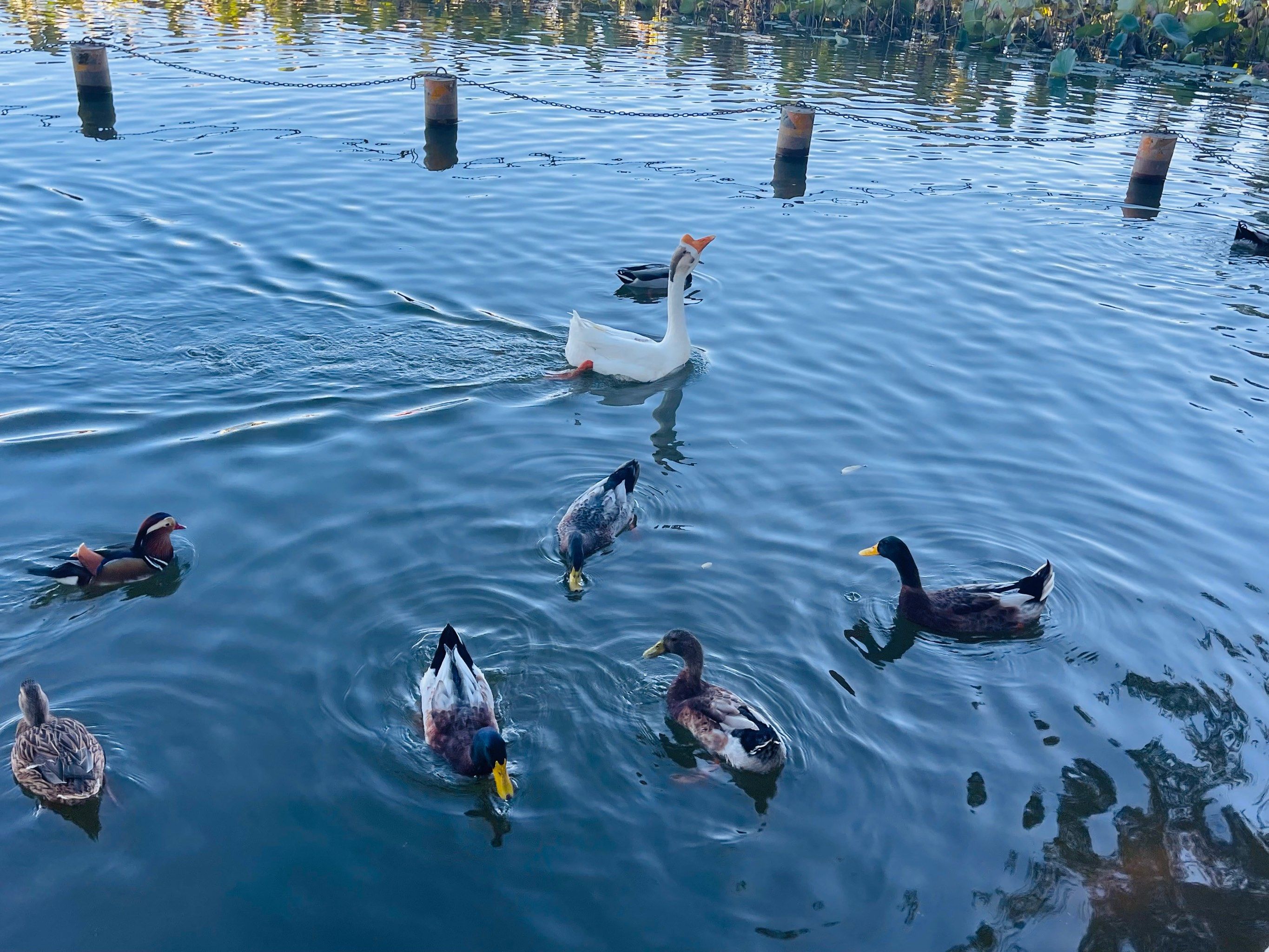 遛娃免费公园~野鸭游湖