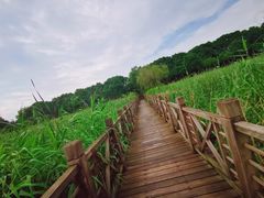 -洋湖国家湿地公园