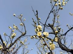 -无锡梅园公园