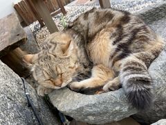 -喵屿·大理花园猫咖