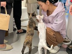 -琪喵猫屋·撸猫猫咖·猫舍