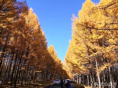 -塞罕坝国家级自然保护区