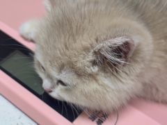 -安安宠医宠物医院·异宠·犬猫内科(岳阳分院)
