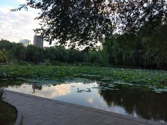 -青城公园