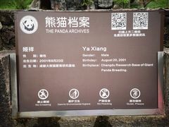 -都江堰中华大熊猫苑