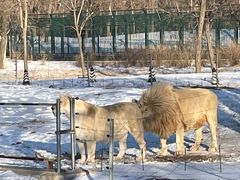 -秦皇岛野生动物园