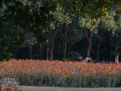 -上海共青森林公园