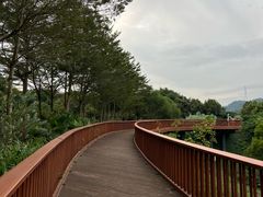 -银湖山郊野公园-相思林