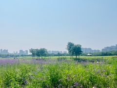 -洋湖国家湿地公园
