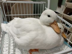 -怪兽屋·羊驼·猫咖·狗咖(俊华广场店)