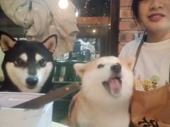 -柴犬高等学院·狗咖·柴犬售卖·宠物训练