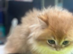 -福懋动物医院·犬猫全科·外科·重症科(杏林分院)