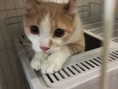 -艾贝尔宠物诊疗