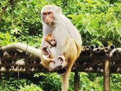 -西双版纳原始森林公园