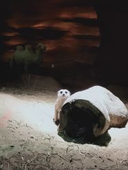 -酷嗒动物文化乐园(cutezoo西溪乐天城店)