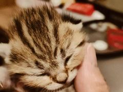 -中农国际动物医院24小时·猫科·骨科·急重症中心