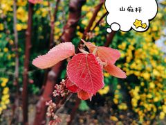 -陕西省西安植物园