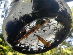-滴水岩森林公园