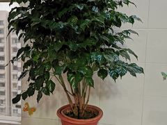 -南通洲际绿博园