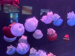 -深圳野生动物园